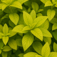 Close-up of the Heliotrope ‘Golden Glow’ in a 4” pot, showing several bright green leaves with prominent veins densely clustered together, filling the frame.