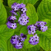 Heliotrope ‘Lord Roberts’ 4” Pot features clustered purple and white flowers with green textured leaves.