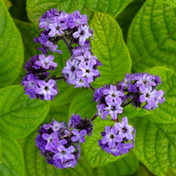 Heliotrope ‘Lord Roberts’ 4” Pot features clustered purple and white flowers with green textured leaves.