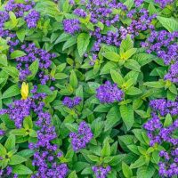 Clusters of small purple flowers are surrounded by green leaves, covering the ground in a dense, vibrant pattern.