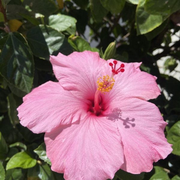 A pink hibiscus flower in full bloom with green leaves in the background, photographed in bright sunlight.