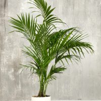 A potted palm plant with long, green fronds is placed on a white surface in front of a gray textured wall.