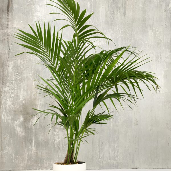 A potted palm plant with long, green fronds is placed on a white surface in front of a gray textured wall.