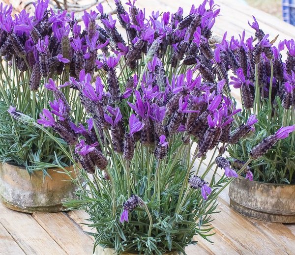 Lavandula 'Frenchette' Lavender 6" Pot plants with purple flowers are displayed on a wooden surface.
