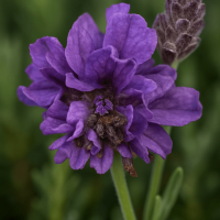 Close-up of Lavender 'Double Lavish Blue' flowers in bloom, with a bud beside them and a soft green background. Ideal for brightening your space, this beautiful plant comes ready to display in a 6" pot.