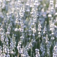 A field of light purple lavender flowers in bloom, with green stems and blurred background.