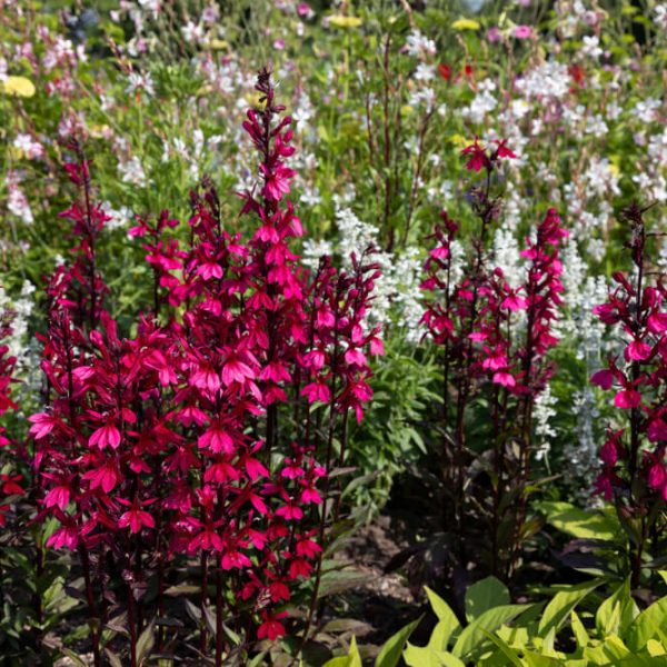 Lobelia Starship Deep Rose flowers feature tall spikes of vibrant blooms in a garden bed, surrounded by lush foliage and other plants. Available in a 4” pot.