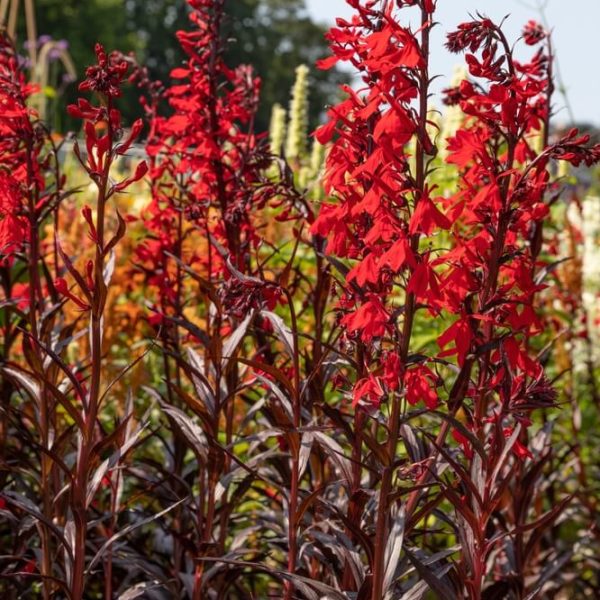 Lobelia ‘Tania’ 4” Pot features tall, upright red blooms on reddish-brown stems with green foliage. Ideal for sunlit gardens, this plant adds vibrant outdoor beauty to your space.