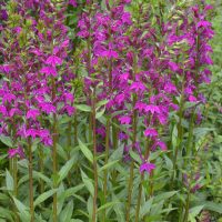 Tall stems of magenta flowers with green leaves growing densely in a garden, surrounded by leafy green foliage.