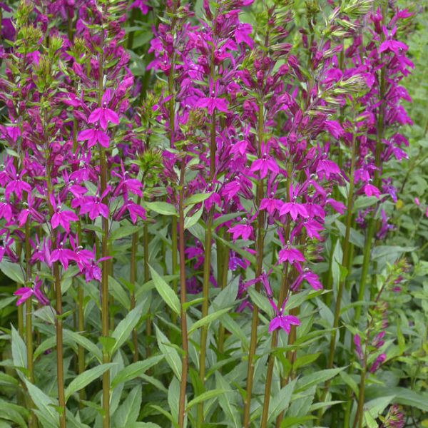 Tall stems of magenta flowers with green leaves growing densely in a garden, surrounded by leafy green foliage.