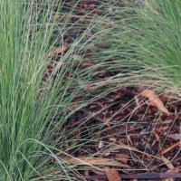 Two clumps of fine, green grass grow in a garden bed covered with brown mulch and scattered dry leaves.