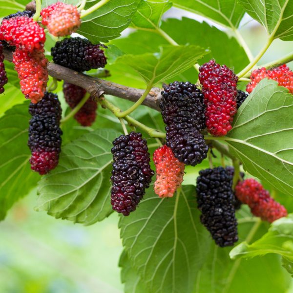 A close-up of a mulberry tree branch with clusters of ripe and unripe mulberries among green leaves.