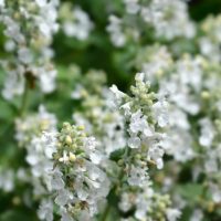 Close-up of Nepeta ‘Snowflake’ White Catmint flowers with small white petals and green stems in a 4” pot, set against a blurred green background.
