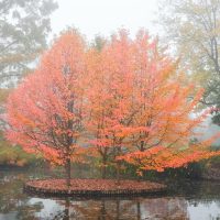 Three trees with orange and pink autumn leaves stand on a small circular island surrounded by water, with fallen leaves covering the ground.