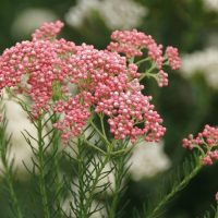 Ozothamnus 'Royal Flush' 6’’ Pot displays clusters of pink buds and feathery green leaves, set against a softly blurred white flower background.