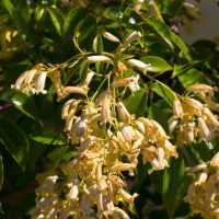 Clusters of pale yellow tubular flowers hang from green leafy branches in bright sunlight.