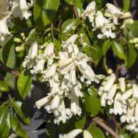 Close-up of Pandorea ‘Snowbells’ flowers in a 6” Pot, featuring white tubular blooms and lush green foliage in the background.