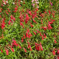 Penstemon ‘Chester Scarlet’ features dense green foliage and upright clusters of tubular red flowers. Supplied in a 4” pot.