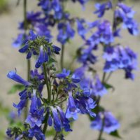 Close-up of a cluster of bluebell-shaped purple flowers with green stems, set against a blurred outdoor background.