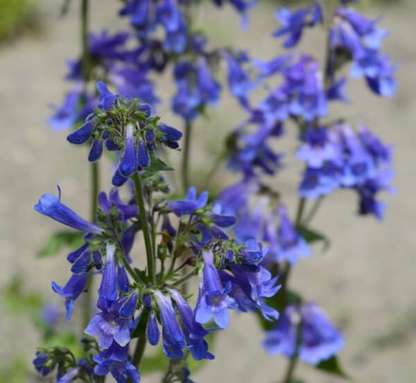 Close-up of a cluster of bluebell-shaped purple flowers with green stems, set against a blurred outdoor background.