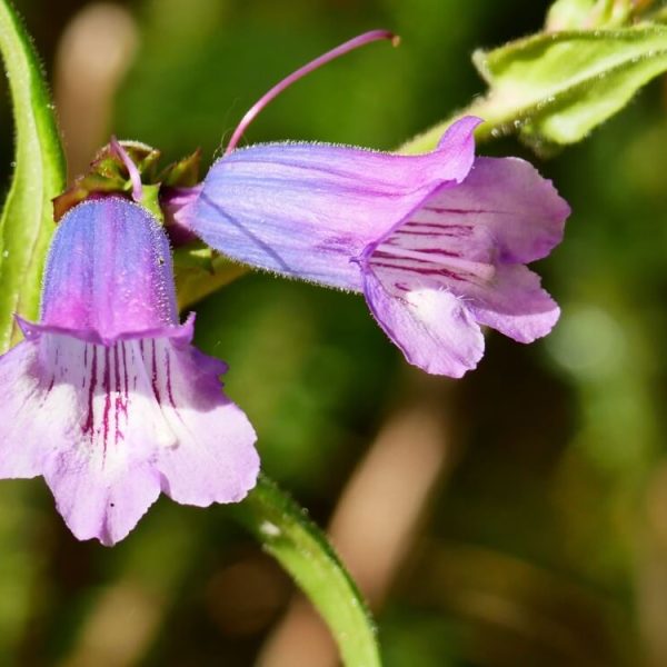 Penstemon 'Mother of Pearl' 4” Pot features two tubular purple flowers with light lavender petals and magenta streaks on green stems, set against a blurred natural background.