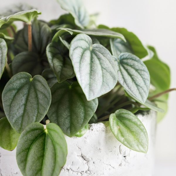 A close-up of green, heart-shaped leaves on a Peperomia ‘Moonlight’ in a white, textured 5" pot.