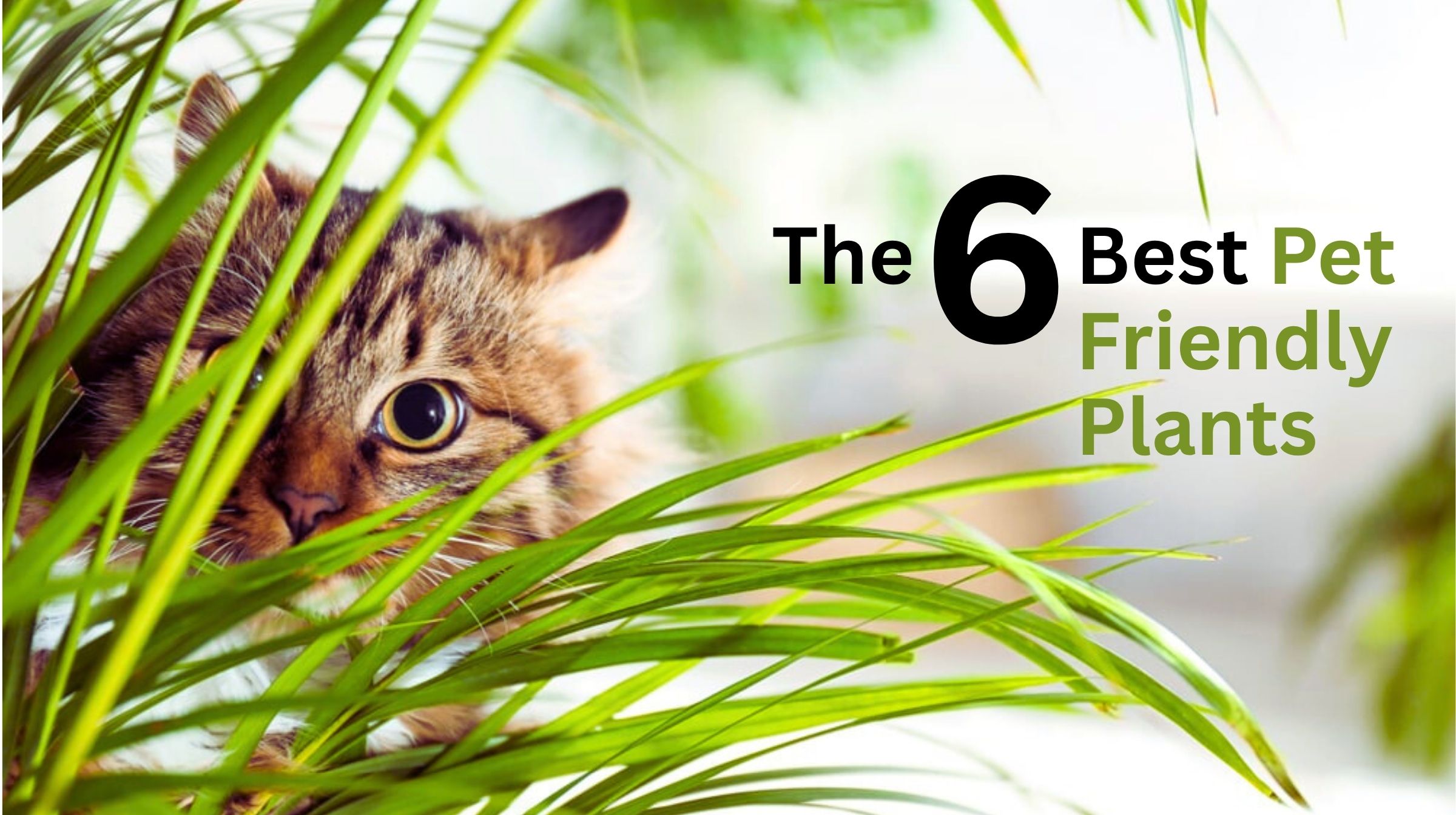 A tabby cat peeks through green plant leaves with text overlay: "The 6 Best Pet Friendly Autumn Flowering Plants" in bold, black and green font.
