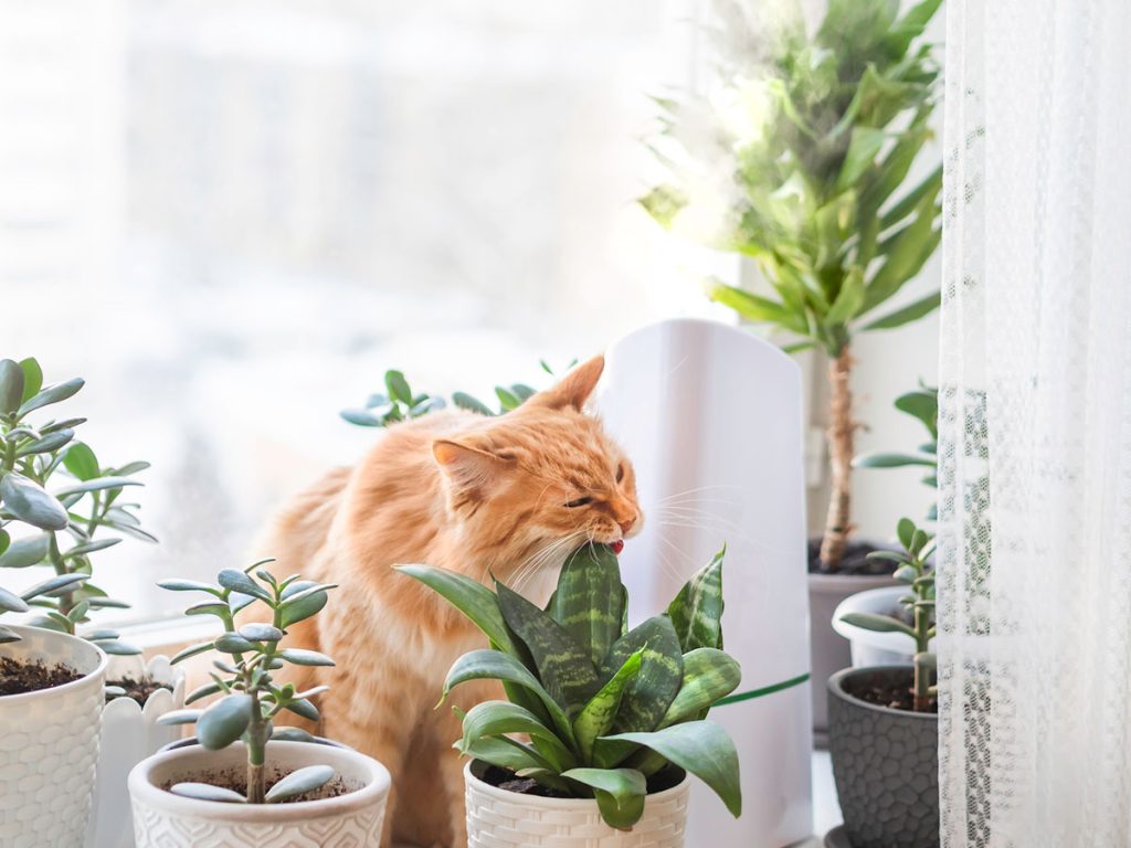 An orange cat sits on a windowsill among potted autumn flowering plants, biting the leaves of one plant, with natural light coming through the window.