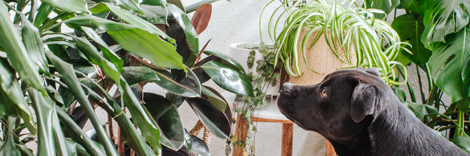 A black dog looks intently at a group of green houseplants, including some autumn flowering plants, arranged on and around a wooden table indoors.