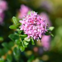 Close-up of a cluster of small pink flowers with green leaves in the background.