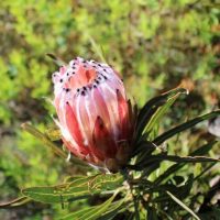 A close-up of a single pink protea flower bud with pointed petals and long green leaves, set against a blurred green natural background.