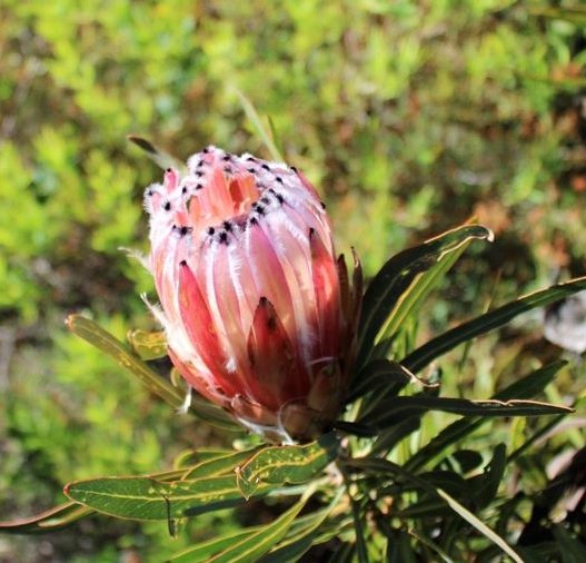 A close-up of a single pink protea flower bud with pointed petals and long green leaves, set against a blurred green natural background.