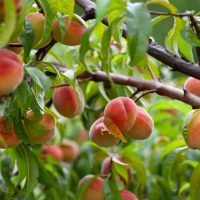Ripe peaches growing on tree branches surrounded by green leaves.