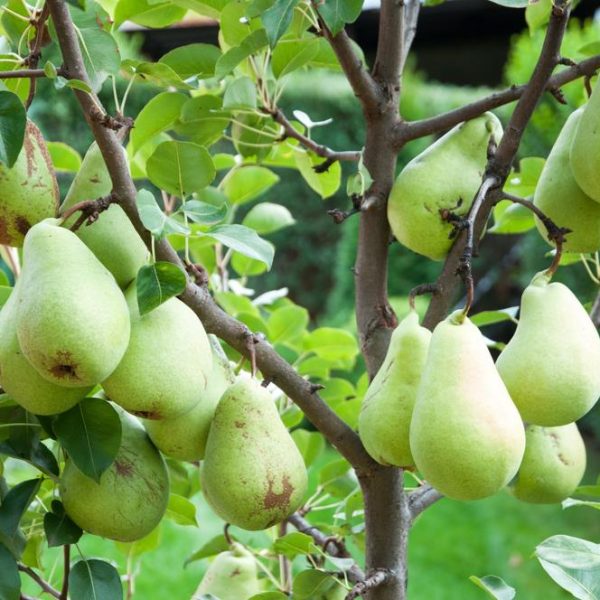 Several green pears grow on the branches of a tree surrounded by green leaves in an outdoor setting.