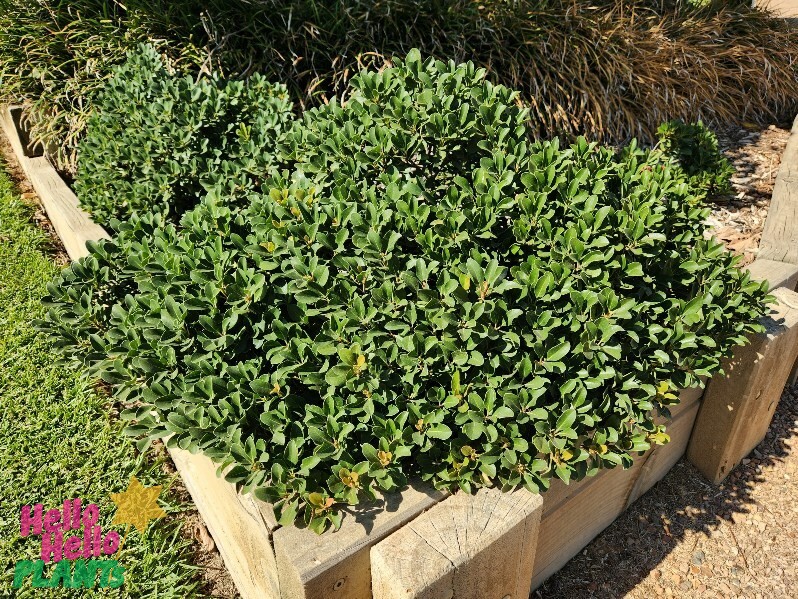 Rhaphiolepis 'Snow Pearl' Indian Hawthorn in a 10" pot features dense, oval leaves—ideal for raised garden beds, grass lawns, or mulch paths for versatile landscaping.