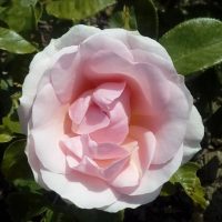 A close-up of a Rose 'Paul Cezzane®' Delbard Bush Form in full bloom, showcasing its delicate pale pink petals nestled among vibrant green leaves.