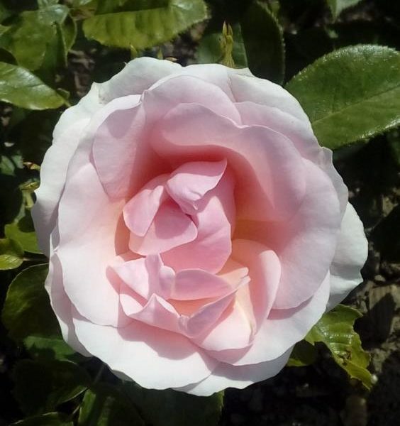 A close-up of a Rose 'Paul Cezzane®' Delbard Bush Form in full bloom, showcasing its delicate pale pink petals nestled among vibrant green leaves.