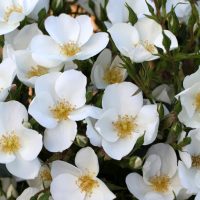 CLUSTERS OF WHITE ROSES WITH YELLOW STAMENS SILVER GHOST ROSE