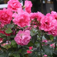 A cluster of bright pink Rose 'Paul Cezzane®' Delbard Bush Form blooms with lush green leaves, photographed outdoors in a garden setting.