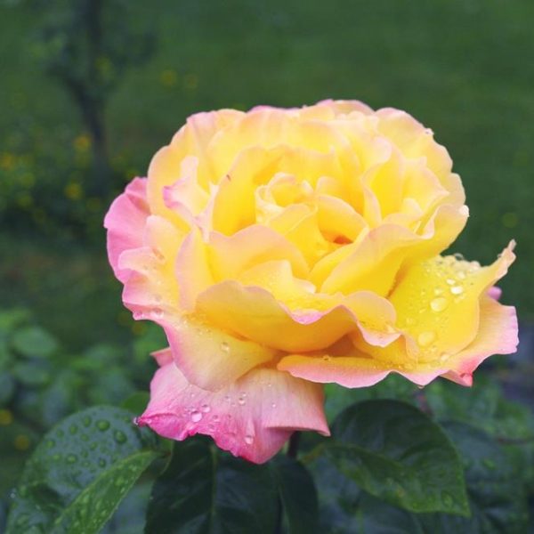 A yellow and pink Rose 'Paul Cezzane®' Delbard Bush Form (Copy) with water droplets on its petals, set against a green blurred background.