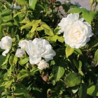A cluster of Rose 'Paul Cezzane®' Delbard Bush Form blooms, surrounded by lush green leaves and bathed in sunlight.