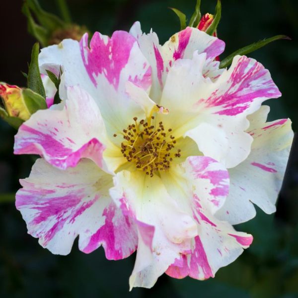 A close-up of Rose 'Paul Cezzane®' Delbard Bush Form, featuring white petals streaked with pink and yellow stamens at the center, set against a dark green background.