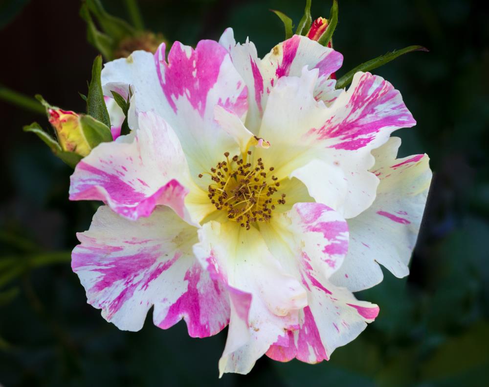 A close-up of Rose 'Paul Cezzane®' Delbard Bush Form, featuring white petals streaked with pink and yellow stamens at the center, set against a dark green background.