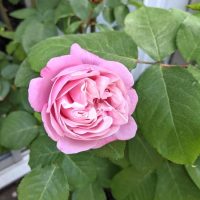 A blooming Rose 'Soeur Emmanuelle®' Delbard bush features soft pink petals surrounded by green leaves, with a rosebud visible in the background.