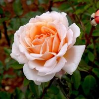A close-up of Rose 'Paul Cezzane®' Delbard Bush Form in full peach bloom, with a rosebud and softly blurred green leaves in the background.