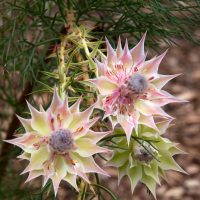 Three star-shaped white and pink flowers with spiky petals grow on a green leafy stem, set against a blurred natural background.