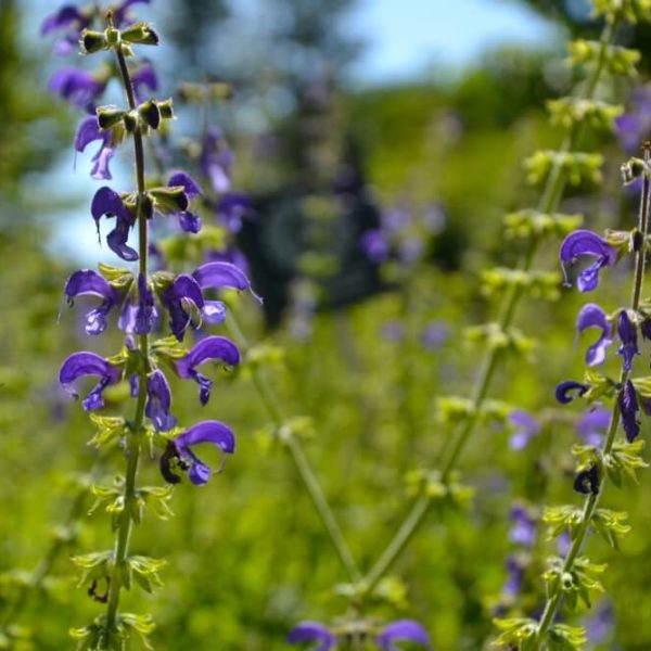 A bee hovers near tall purple blooms of Salvia 'Lake Titicaca' Sage, thriving in a sunlit green setting—ideal for growing in a 4" pot.