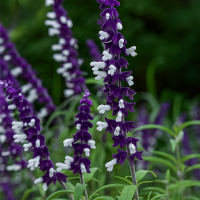 Salvia Meigans Magic™ Sage features purple and white blooms with green leaves, perfect for vibrant garden color. Supplied in a handy 4” pot.