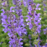 Close-up of blooming Salvia 'Blue Haze Sage' with vibrant purple flowers and green stems, set against a softly blurred backdrop of more purple blossoms and lush foliage.