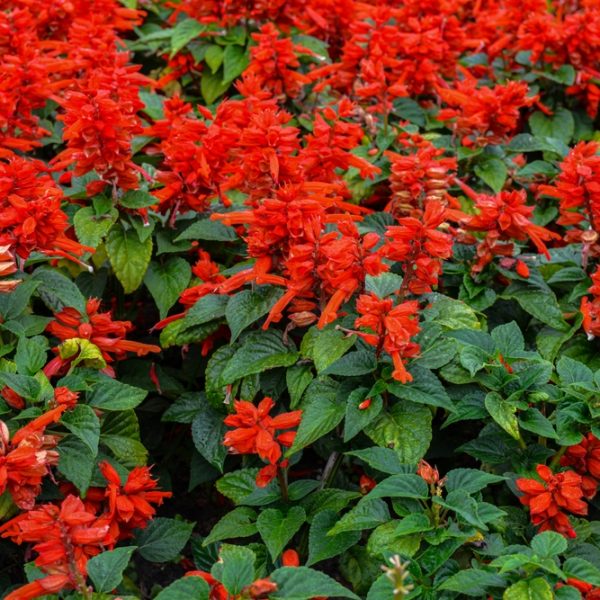 A dense cluster of red salvia flowers with green leaves fills the frame.